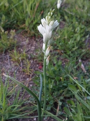 Ornithogalum concinnum