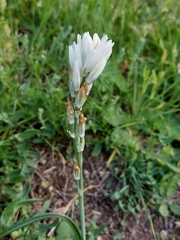 Ornithogalum concinnum