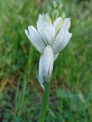 Ornithogalum concinnum
