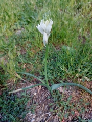 Ornithogalum concinnum