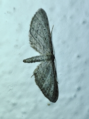 Idaea longaria