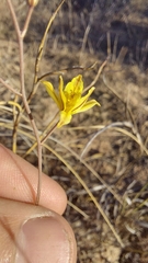 Bulbine favosa
