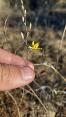 Bulbine favosa