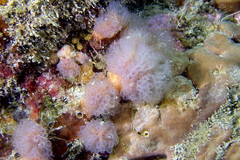 Morchellium argus