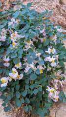 Sarcocapnos enneaphylla