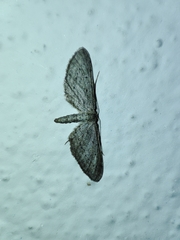 Idaea longaria