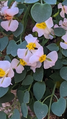 Sarcocapnos enneaphylla