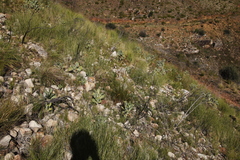 Othonna parviflora