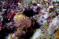 Yungia aurantiaca