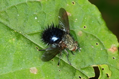 Jurinella
