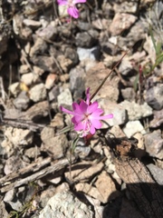 Clarkia breweri