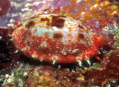 Talostolida pellucens