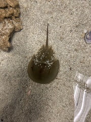 Limulus