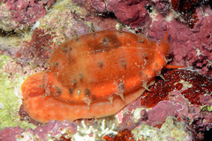 Talostolida pellucens