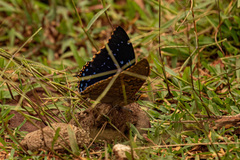 Charaxes tiridates