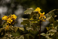 Markhamia obtusifolia