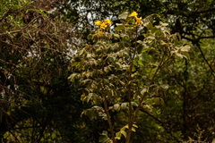 Markhamia obtusifolia