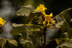 Markhamia obtusifolia