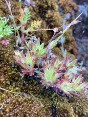 Sedum stenopetalum