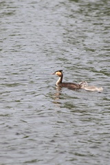 Podiceps cristatus