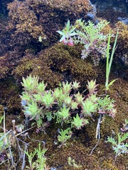 Sedum stenopetalum