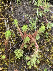 Sedum stenopetalum