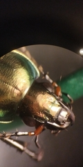 Poecilus versicolor