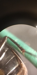 Poecilus versicolor