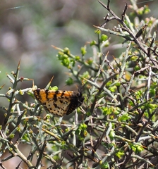 Eurranthis plummistaria