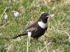 Turdus torquatus torquatus