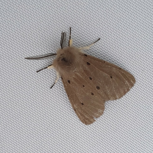 Diaphora mendica