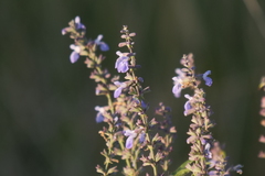 Salvia pallida