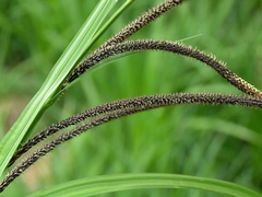 Carex randalpina