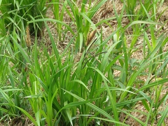 Carex randalpina