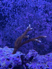 Acroporidae