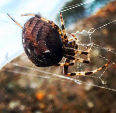 Araneus diadematus