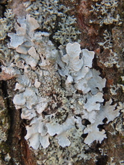 Parmelia sulcata