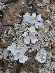 Parmelia sulcata