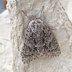 Acronicta auricoma
