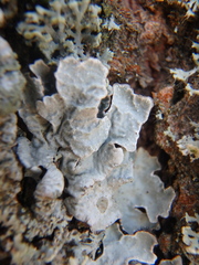 Parmelia sulcata
