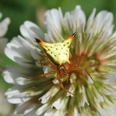 Micrathena furcata