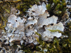 Parmelia sulcata