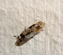 Endrosis sarcitrella