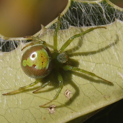 Araneus unanimus