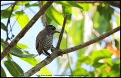 Picumnus exilis