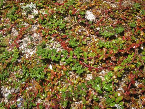 Herniaria ciliolata (Herniaria ciliolata)