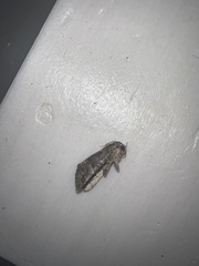 Sympistis perscripta