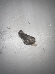 Sympistis perscripta