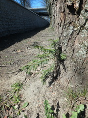 Taxus baccata