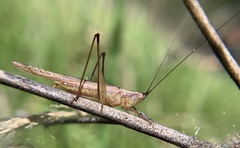 Conocephalus gracillimus